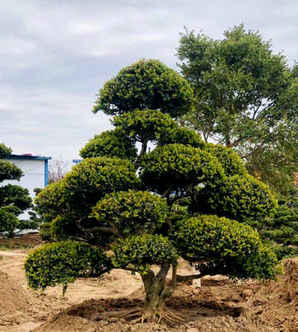 黄杨树盆景老桩怎么栽培，黄杨地景树盆景小苗怎么养护