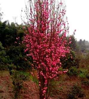 龙柱碧桃种植基地，龙柱碧桃