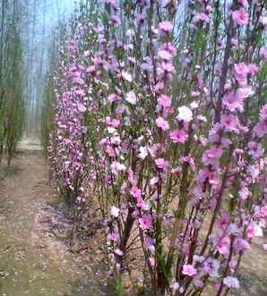 龙柱碧桃种植基地，龙柱碧桃