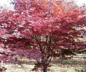 红枫种植注意事项，日本红枫种植要求