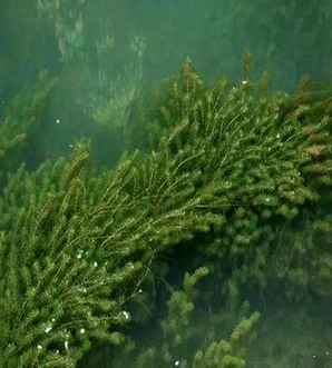 黑藻是真核还是原核生物？，衣藻黑藻是原核生物还是真核生物