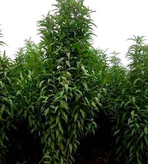 龙柱碧桃种植基地，龙柱碧桃