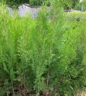 侧柏小苗的种植注意事，侧柏小苗种植技术和注意事项