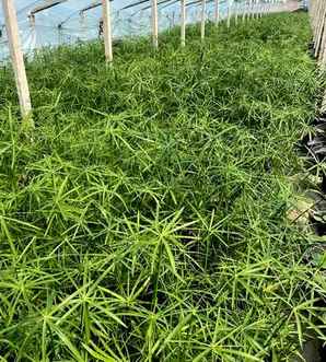 旱伞草冬天会冻死吗？，旱伞草到冬天会死吗