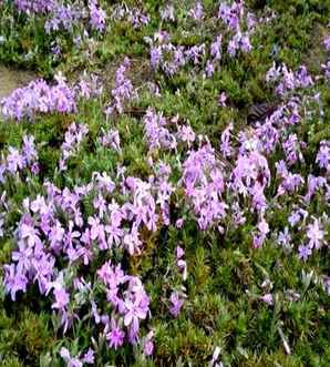 芝樱价格每平方米，芝樱价格贵吗