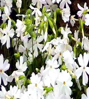 芝樱价格每平方米，芝樱价格贵吗