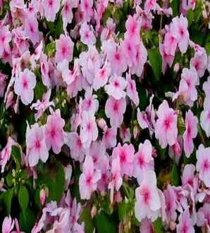 非洲凤仙花能活几年，非洲凤仙花养殖方法