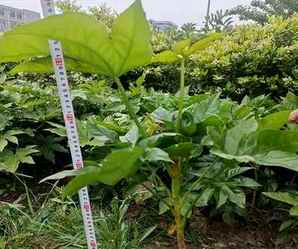 八角金盘种子什么时候种为好，八角金盘种植方法和注意事项