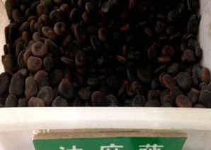 油麻藤种子能吃吗，常春油麻藤种子