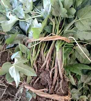 八角金盘种植知识，八角金盘怎么修枝