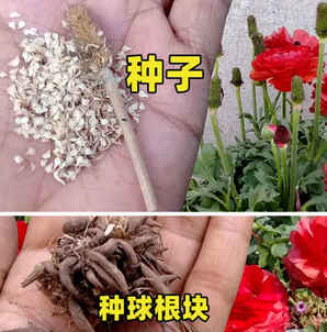 花毛茛种子多久开花，花毛茛种球多久开花