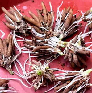 花毛茛种子多久开花，花毛茛种球多久开花