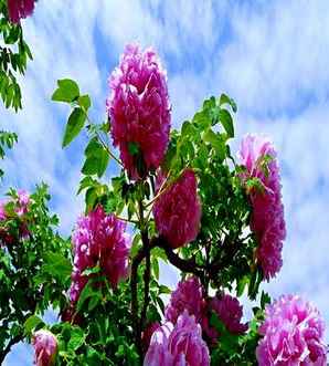 牡丹花简介，牡丹花简介照片