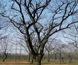 六十年的板栗树价值，广汉园林介绍板栗树的价值
