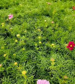 矮波斯菊种子怎么种植方法，矮杆波斯菊种子种植全过程