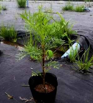 矮波斯菊种子怎么种植方法，矮杆波斯菊种子种植全过程