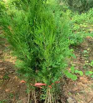 侧柏是什么植物裸子还是被子，侧柏属于裸子植物还是被子植物