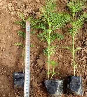 矮波斯菊种子怎么种植方法，矮杆波斯菊种子种植全过程