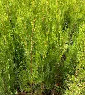 侧柏是什么植物裸子还是被子，侧柏属于裸子植物还是被子植物