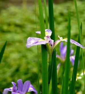 马兰花简介，电影马兰花简介