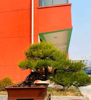 风化土养黑松盆景，黑松盆景怎么配土