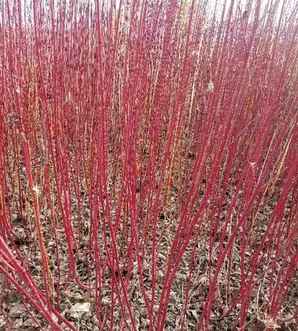 红瑞木育苗新方法，红瑞木种子催芽方法