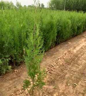 侧柏属于什么类植物，跟侧柏很相似的植物