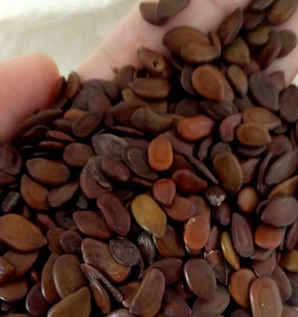 合欢盆栽怎么种植的，合欢盆景种子种植方法