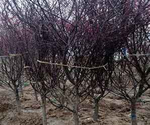 闈掓灚鍜岀孩鏋殑浠锋牸，青枫与红枫的区别