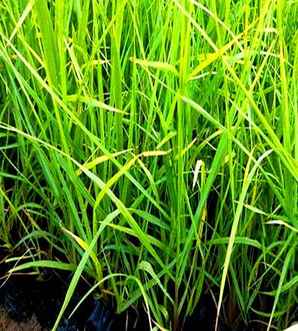 狼尾草根部，狼尾草简介