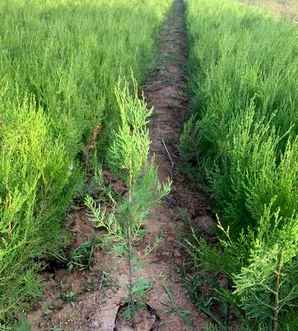 侧柏种植株行距，侧柏每亩种多少株