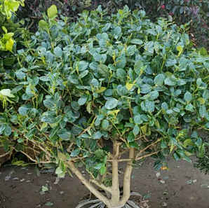 枸骨种植时间，枸骨种植时间