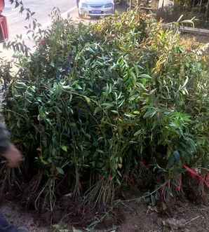 河南连翘苗批发，连翘批发价格