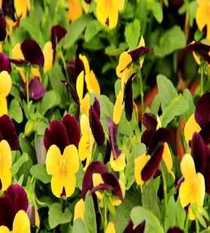 三色堇一年四季都开花吗？，三色堇一年四季都开花吗图片