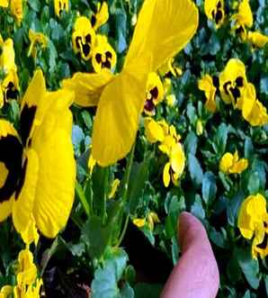 三色堇一年四季都开花吗？，三色堇一年四季都开花吗图片
