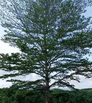 小叶榄仁树家庭种植风水如何，小叶榄仁小苗怎么种植