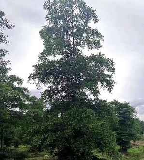 小叶榄仁树家庭种植风水如何，小叶榄仁小苗怎么种植