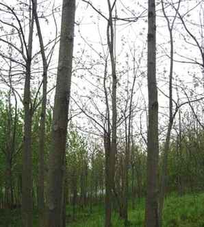 泡桐树多少钱一方，一亩泡桐树8年可产多少方木材