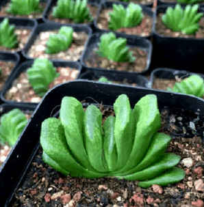怎样种植玉扇种子，红玉扇的种植方法