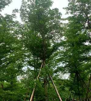 小叶榄仁树家庭种植风水如何，小叶榄仁小苗怎么种植