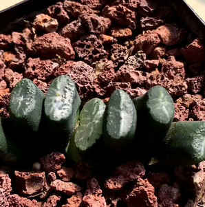 怎样种植玉扇种子，红玉扇的种植方法