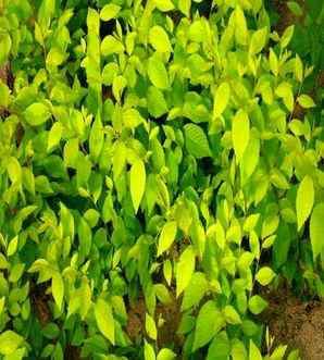 金叶榆种植间距，金叶榆每平方米种植多少
