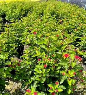 五色梅是草本植物还是木本植物，五色梅是什么植物