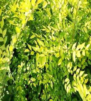 金叶榆种植间距，金叶榆每平方米种植多少