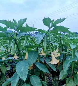 曼陀罗花种子种植方法，曼陀罗种子怎么种植