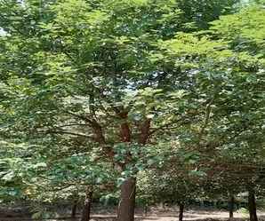 香樟种植间距，无锡香樟种植的间距