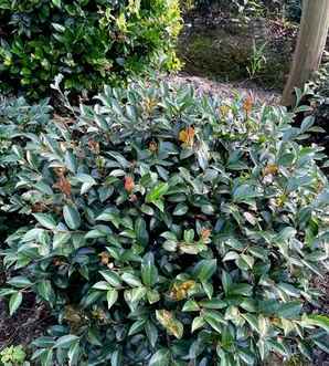 茶梅球每平方米种植多少，茶梅的规模化种植管理技术