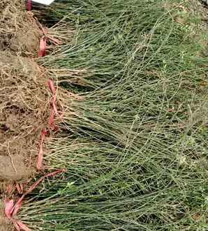 种植迎春花的过程图片，迎春花一平方可以种植几棵