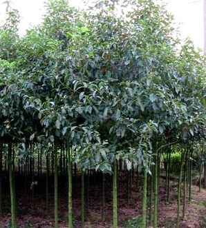香樟哪个季节，香樟移种适宜的季节