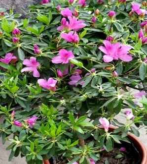 春鹃花期，春鹃和夏鹃哪个花期长